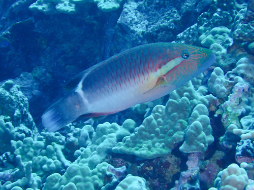 Oxycheilinus unifasciatus, 2026-04-25