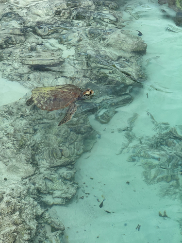 Green Sea Turtle observed by mitchell2469