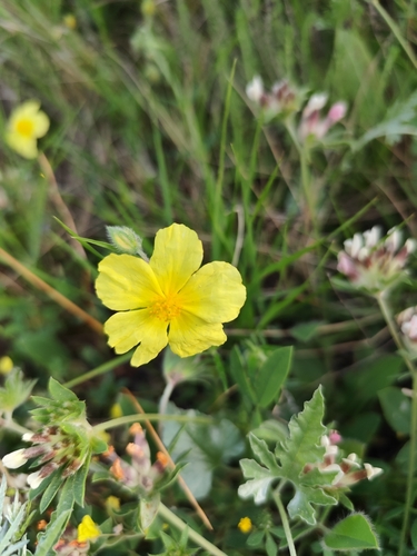 Common Rock-rose