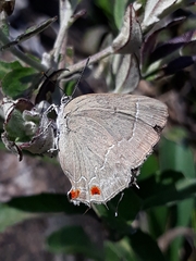 Contrafacia catharina