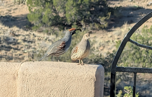 Gambel's Quail observed by tiffany_pierce
