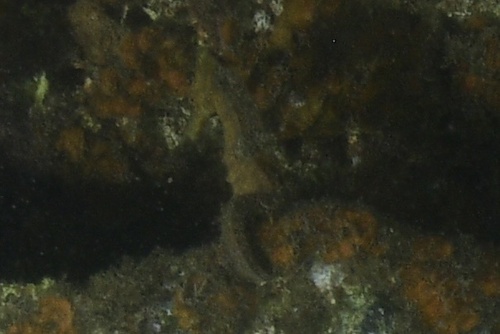 Common Seahorse photographed in Hawaii