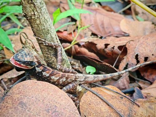 forest garden lizard