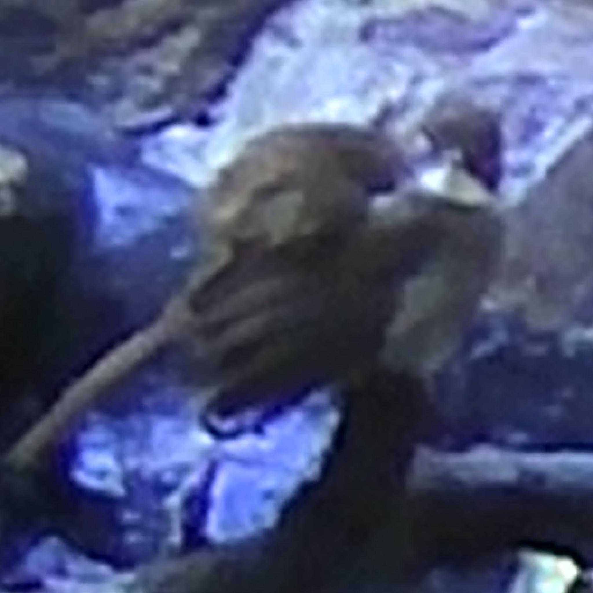 Terrestrial Brownbul (Phyllastrephus terrestris), photo 9