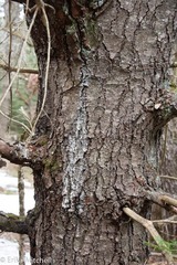 Cronartium ribicola