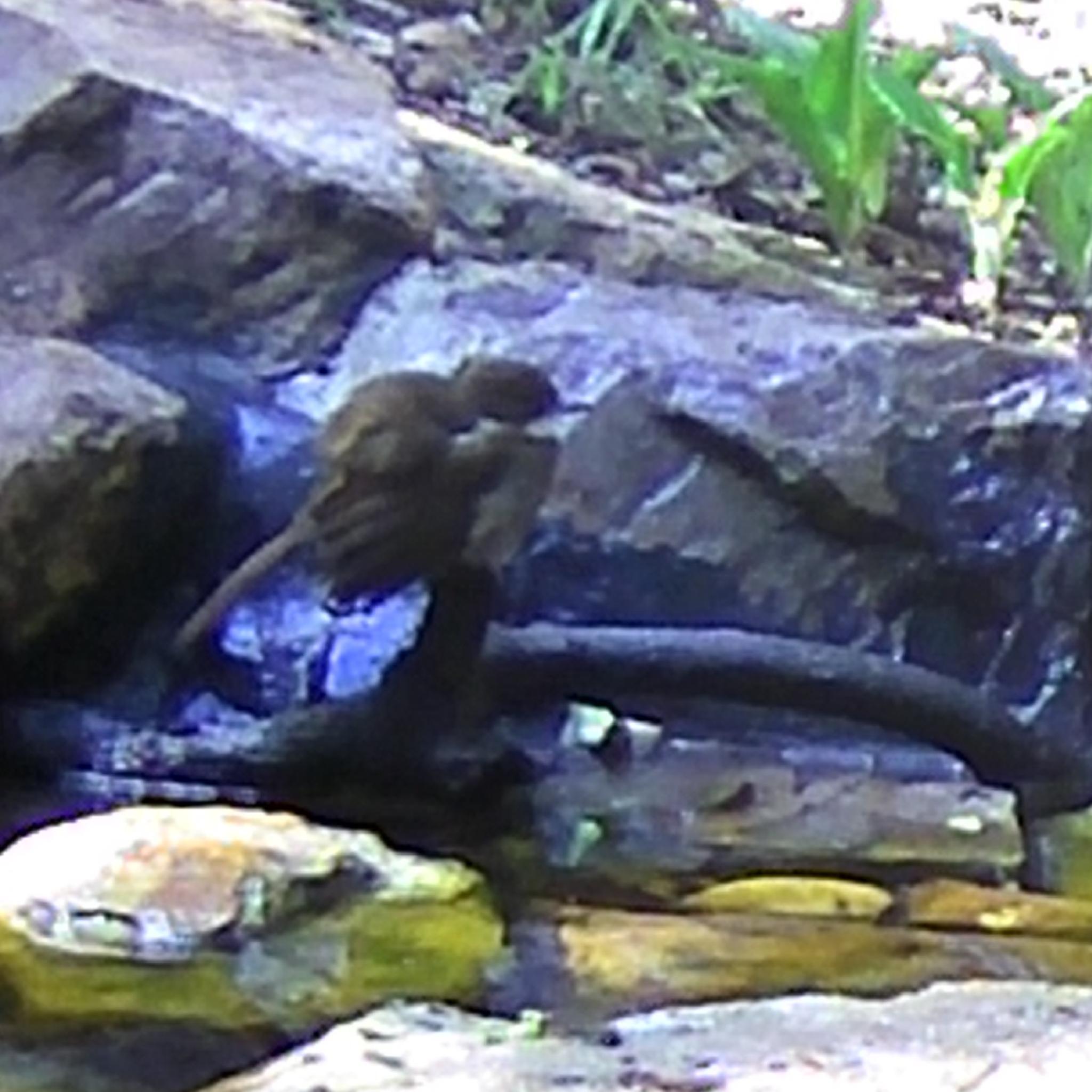 Terrestrial Brownbul (Phyllastrephus terrestris), photo 10