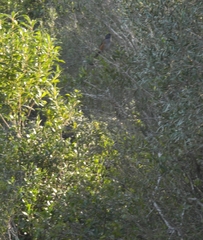 Microspingus cabanisi