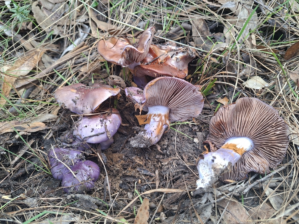 Cortinarius archeri · May 2026 · photo: © jessbamford (iNaturalist, cc-by-sa)
