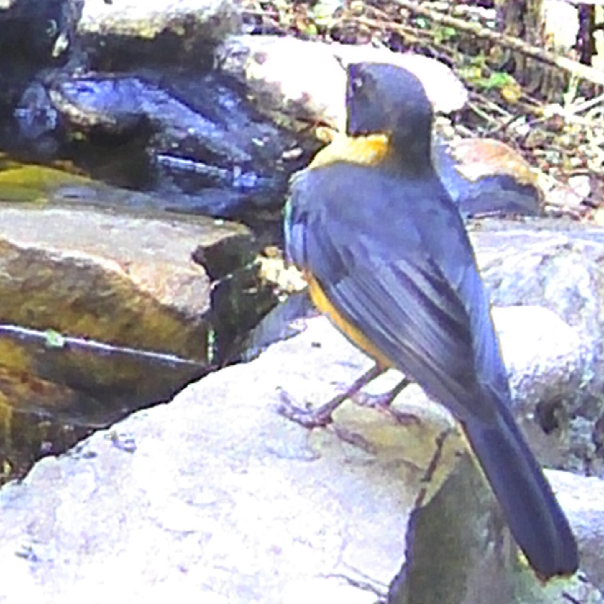 Chorister Robin-Chat (Cossypha dichroa), photo 5