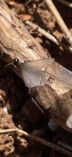 Reticulitermes