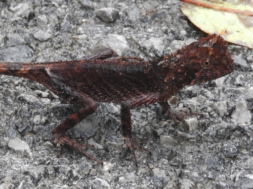 Pelturagonia nigrilabris, 2026-05-04