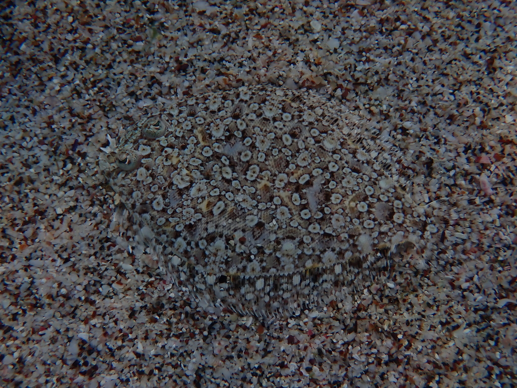 Pacific leopard flounder (Bothus leopardinus) — Bothidae