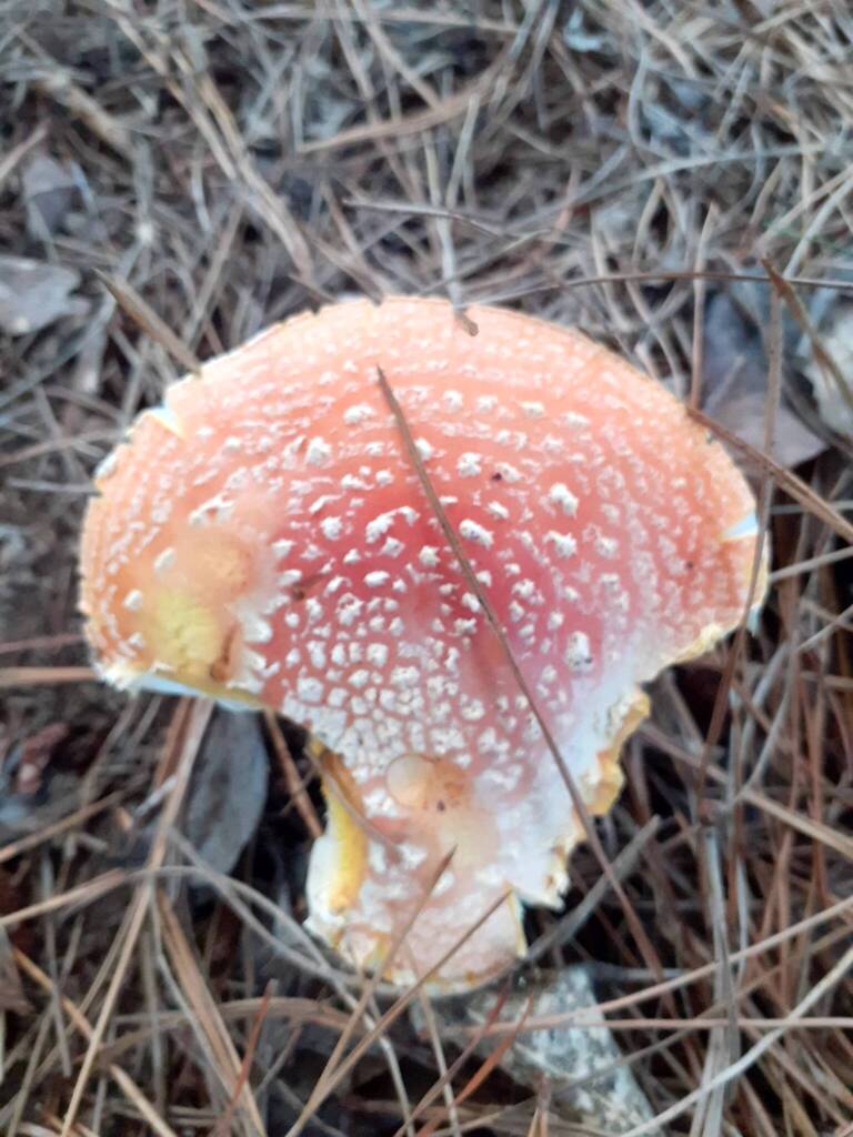 Amanita muscaria · May 2026 · photo: © zemlya (iNaturalist, cc-by)