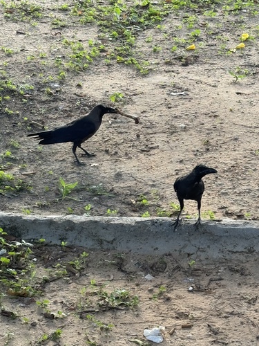 House Crow