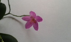 Talinum fruticosum