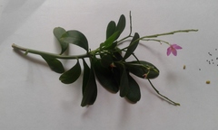 Talinum fruticosum