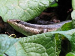 Trachylepis sechellensis