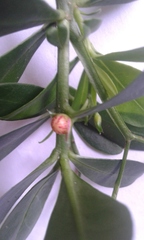 Talinum fruticosum