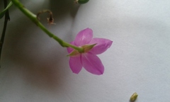 Talinum fruticosum
