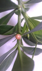 Talinum fruticosum