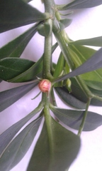 Talinum fruticosum