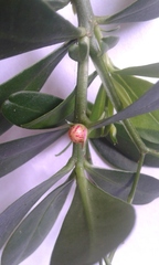 Talinum fruticosum