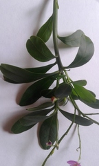 Talinum fruticosum