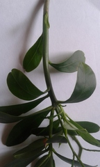 Talinum fruticosum