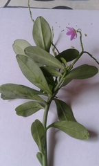 Talinum fruticosum