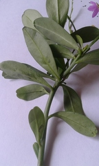 Talinum fruticosum