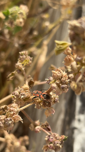 Indian Milkweed Bug