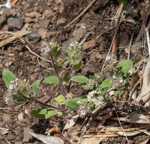 Mt. Diablo phacelia (Phacelia phacelioides)
