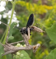 Trichopoda lanipes