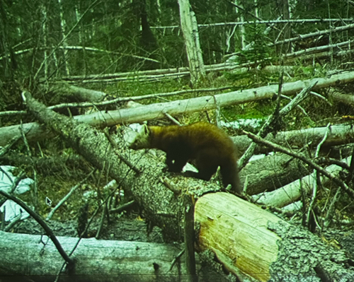 American Marten observed by jay11839