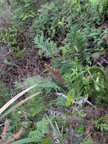Blechnopsis orientalis observed 2026-04-02