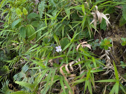 Pterolepis glomerata observed 2026-04-02