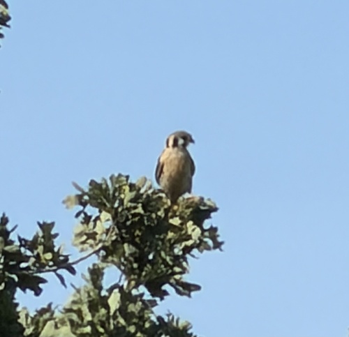 American Kestrel observed by irinamitine
