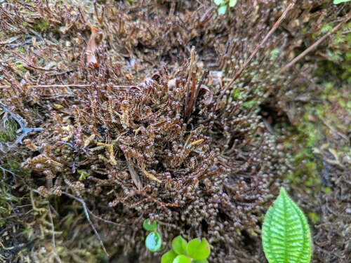 Anastrophyllum fissum observed 2026-04-02