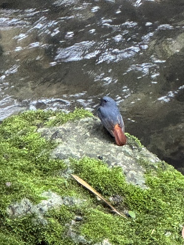 Plumbeous Water Redstart