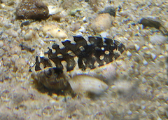 Coral Rockcod photo 3