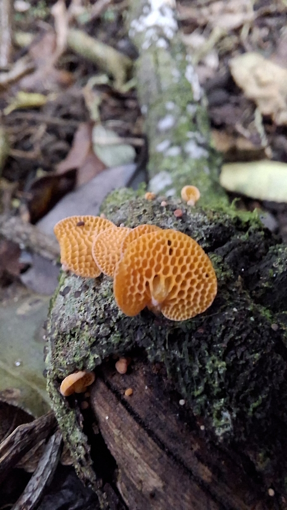 Favolaschia claudopus · May 2026 · photo: © bigfarma2017 (iNaturalist, cc-by)