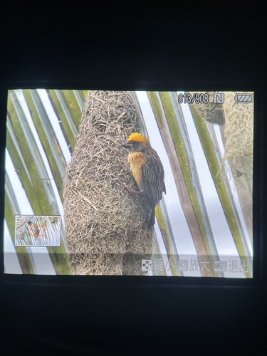 Baya Weaver