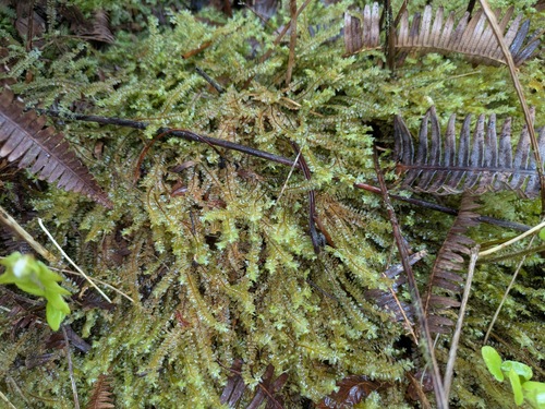 Plagiochila deflexa observed 2026-04-02