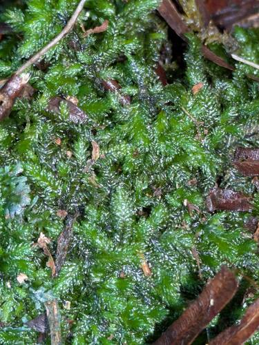 Distichophyllum paradoxum observed 2026-04-02