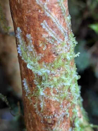 Lophocolea bicuspidata observed 2026-04-02