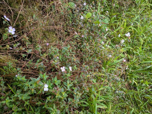 Pterolepis glomerata observed 2026-04-02