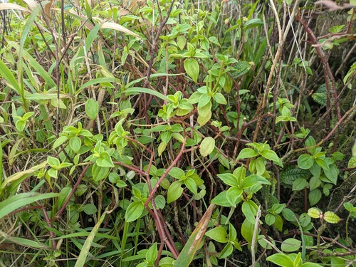 Peperomia macraeana