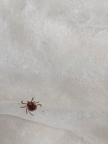 Lone Star Tick