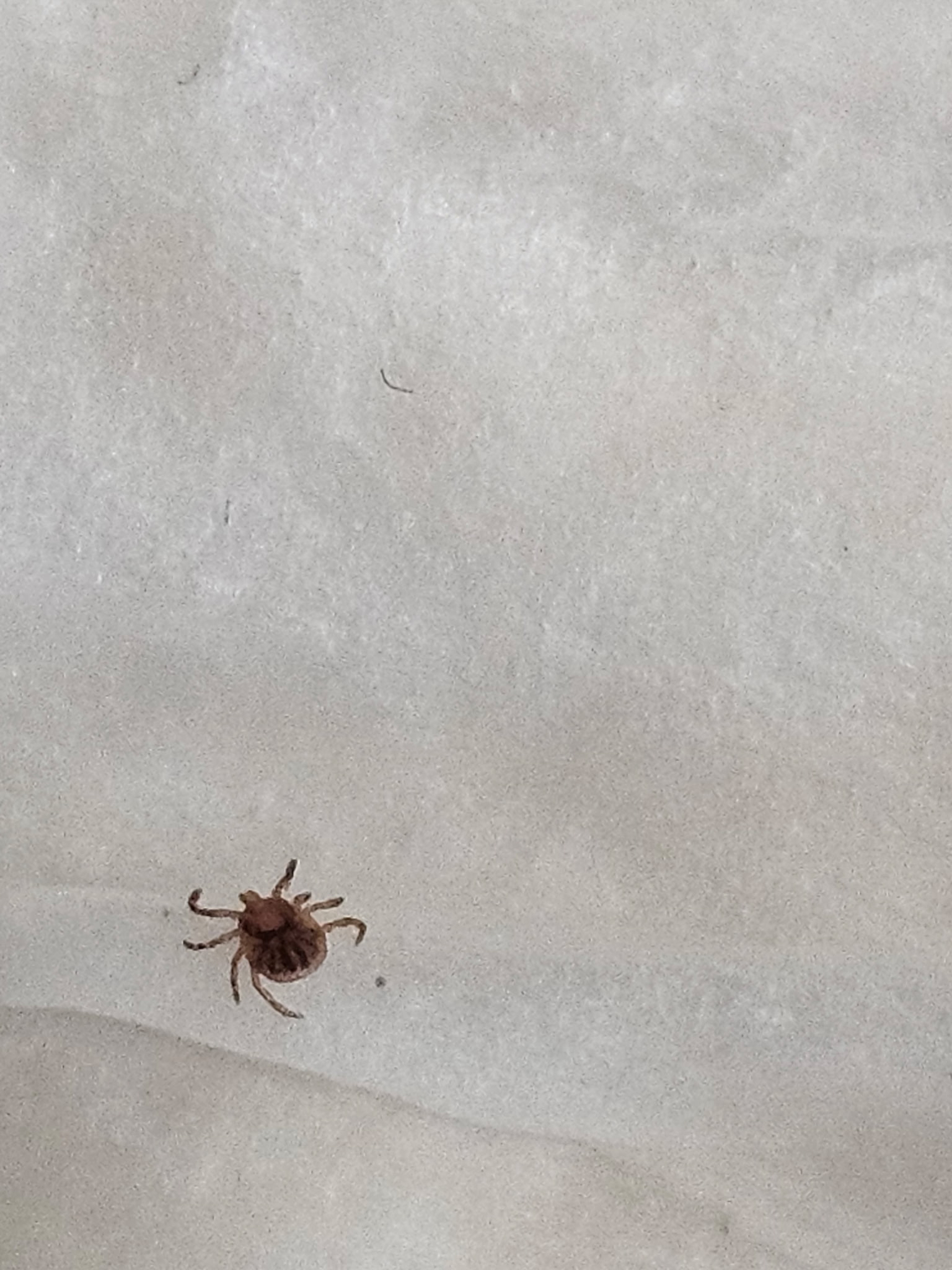 Amblyomma americanum Linnaeus, 1758