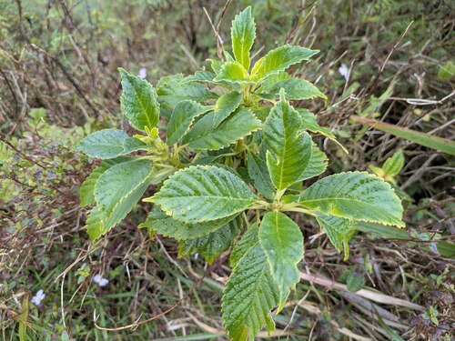 Cyrtandra paludosa observed 2026-04-02